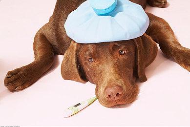 《模拟农场25》最新资讯公开介绍农作物、地图、农机等新要素的最新预告片